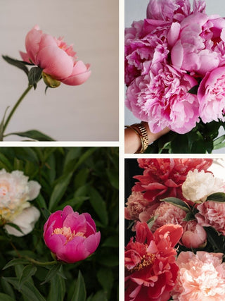 Peony Season | Floral Design Class in Denver