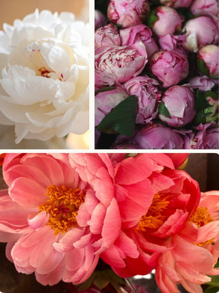 Peony Season | Floral Design Class in Denver