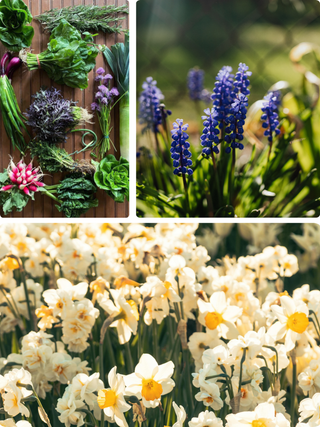 Bloom & Root | Floral & Veggie Centerpiece Class in Denver | April 23 at 5:30 PM - Plum Social Events & Flowers