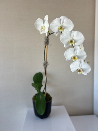 Sympathy Flower Arrangement - Potted Orchid - Plum Sage Flowers