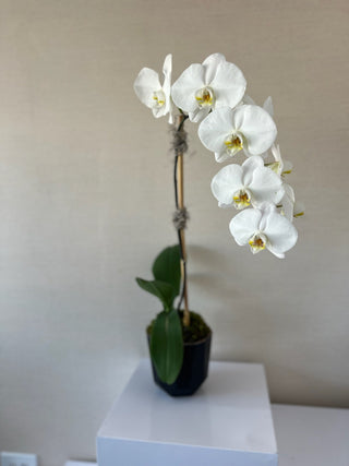 Sympathy Flower Arrangement - Potted Orchid - Plum Sage Flowers