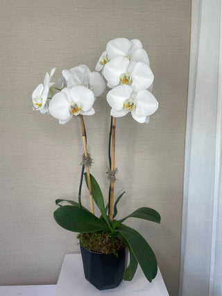 Sympathy Flower Arrangement - Potted Orchid - Plum Sage Flowers