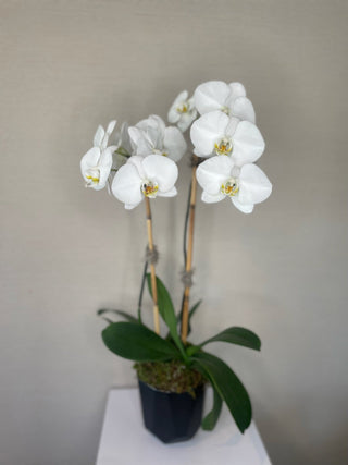 Sympathy Flower Arrangement - Potted Orchid - Plum Sage Flowers