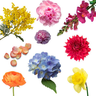 Flower subscriptions in Denver - Plum Sage Flowers